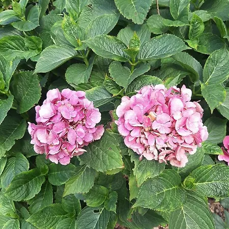 Pollhammer * Sankt Gallenkirch